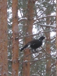 Skrzekot