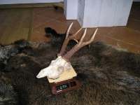Parostki