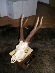 Parostki